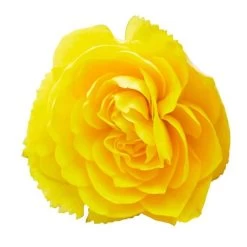 Nonstop® Joy Mix Begonia Seeds 10 Nonstop® Joy Mix Begonia Seeds -Botanical Bliss 54013 PK P1 2