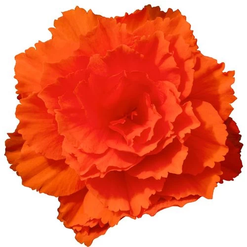 Nonstop® Joy Mix Begonia Seeds 6 Nonstop® Joy Mix Begonia Seeds - Image 4