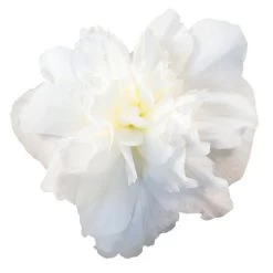 Nonstop® Joy Mix Begonia Seeds 12 Nonstop® Joy Mix Begonia Seeds -Botanical Bliss 54013 PK P1 4