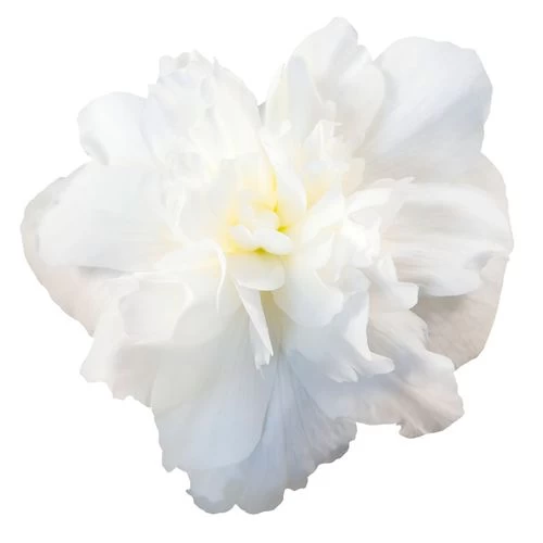 Nonstop® Joy Mix Begonia Seeds 7 Nonstop® Joy Mix Begonia Seeds - Image 5