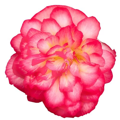 Nonstop® Joy Mix Begonia Seeds 8 Nonstop® Joy Mix Begonia Seeds - Image 6