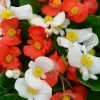 Hula™ Red And White Mix Begonia Seeds -Botanical Bliss 54015 PK P1