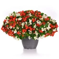 Hula™ Red And White Mix Begonia Seeds -Botanical Bliss 54015 PK P1 2