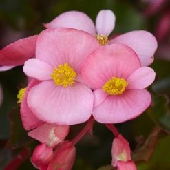 Hula™ Pink Begonia Seeds