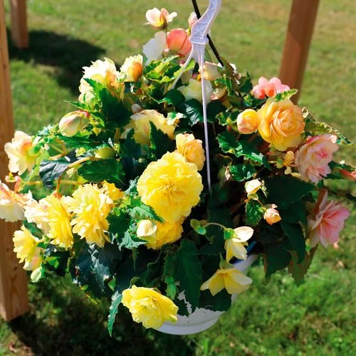 Nonstop® Joy Peaches And Dreams Begonia Seeds 3 Nonstop® Joy Peaches And Dreams Begonia Seeds