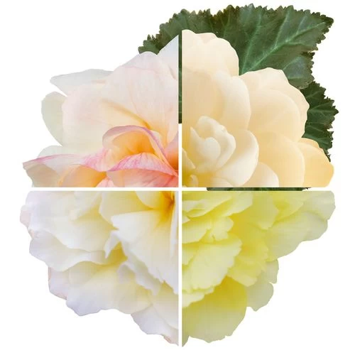 Nonstop® Joy Peaches And Dreams Begonia Seeds 4 Nonstop® Joy Peaches And Dreams Begonia Seeds - Image 2