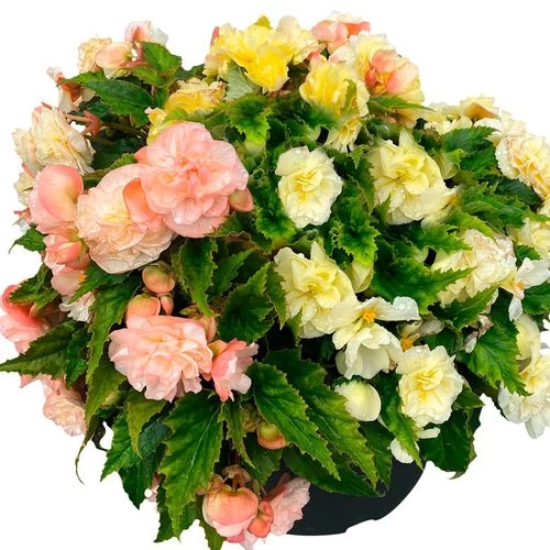 Nonstop® Joy Peaches And Dreams Begonia Seeds 5 Nonstop® Joy Peaches And Dreams Begonia Seeds - Image 3