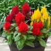 Bright Sparks™ Mix Celosia Seeds -Botanical Bliss 54024 PK P1
