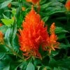 Flamma Orange Celosia Seeds -Botanical Bliss 54025 PK P1