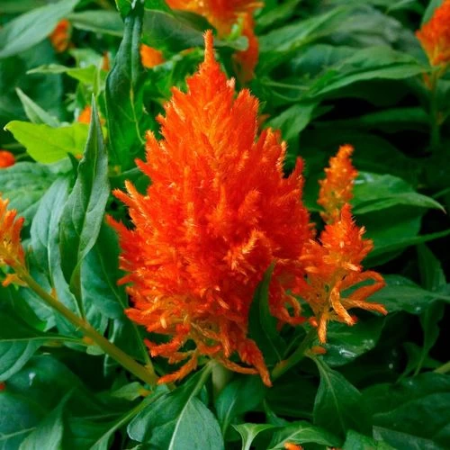 Flamma Orange Celosia Seeds 3 Flamma Orange Celosia Seeds