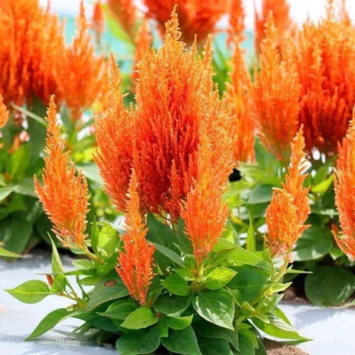 Flamma Orange Celosia Seeds 4 Flamma Orange Celosia Seeds - Image 2