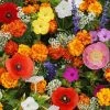 Deer Resistant Seed Mixture -Botanical Bliss 54032 PK P1
