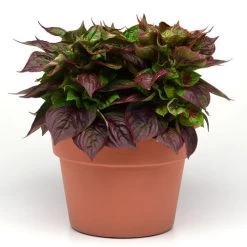 Sol™ Gekko Green Celosia Seeds -Botanical Bliss 54033 PK P1 2