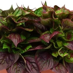 Sol™ Gekko Green Celosia Seeds -Botanical Bliss 54033 PK P1 3