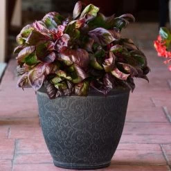 Sol™ Lizard Leaf Celosia Seeds