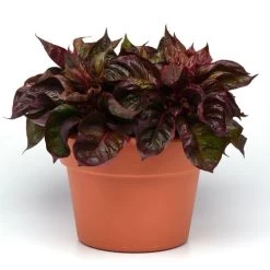 Sol™ Lizard Leaf Celosia Seeds -Botanical Bliss 54034 PK P1 2