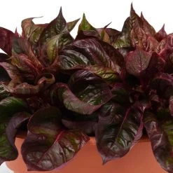 Sol™ Lizard Leaf Celosia Seeds -Botanical Bliss 54034 PK P1 3