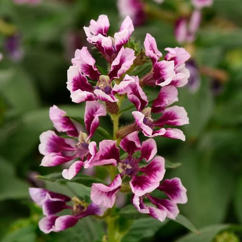 Sweet Talk™ Lavender Splash Cuphea Seeds 3 Sweet Talk™ Lavender Splash Cuphea Seeds