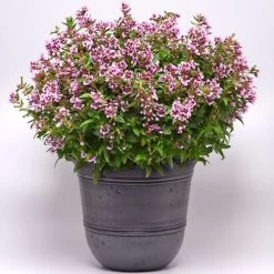 Sweet Talk™ Lavender Splash Cuphea Seeds 7 Sweet Talk™ Lavender Splash Cuphea Seeds -Botanical Bliss 54035 PK P1 2