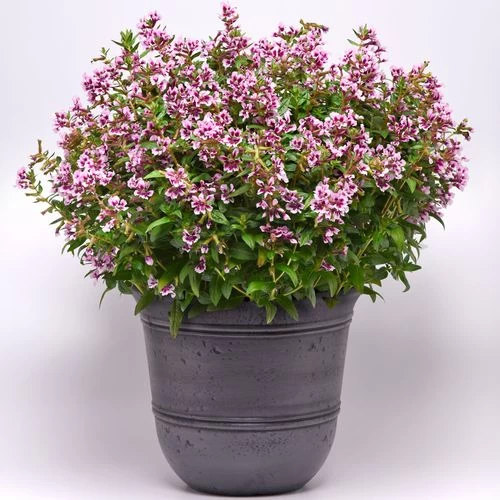 Sweet Talk™ Lavender Splash Cuphea Seeds 5 Sweet Talk™ Lavender Splash Cuphea Seeds - Image 3