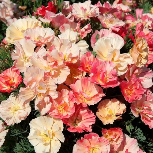 Thai Silk Appleblossom Chiffon Improved California Poppy Seeds 3 Thai Silk Appleblossom Chiffon Improved California Poppy Seeds