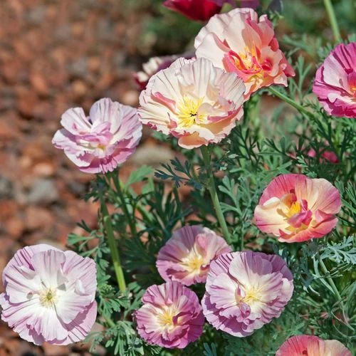 Thai Silk Appleblossom Chiffon Improved California Poppy Seeds 4 Thai Silk Appleblossom Chiffon Improved California Poppy Seeds - Image 2