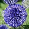 'Platinum Blue' Globe Thistle Seeds 1 'Platinum Blue' Globe Thistle Seeds -Botanical Bliss 54038 PK P1