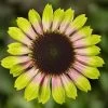 Prairie Blaze™ Vintage Lime Coneflower Seeds 2 Prairie Blaze™ Vintage Lime Coneflower Seeds -Botanical Bliss 54044 PK P1