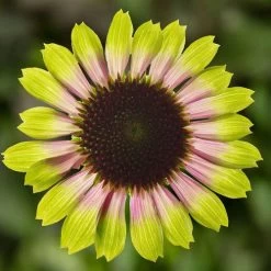 Prairie Blaze™ Vintage Lime Coneflower Seeds