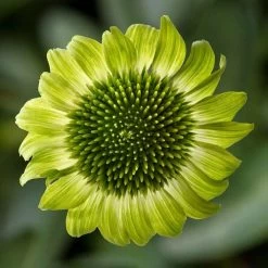 Prairie Blaze™ Green Coneflower Seeds