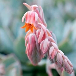 Urban Orange Echeveria Seeds