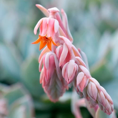 Urban Orange Echeveria Seeds 3 Urban Orange Echeveria Seeds