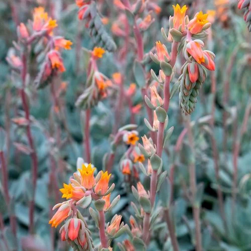 Urban Orange Echeveria Seeds 4 Urban Orange Echeveria Seeds - Image 2