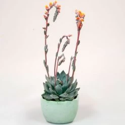 Urban Orange Echeveria Seeds 9 Urban Orange Echeveria Seeds -Botanical Bliss 54046 PK P1 2