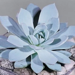 Urban Orange Echeveria Seeds 10 Urban Orange Echeveria Seeds -Botanical Bliss 54046 PK P1 3