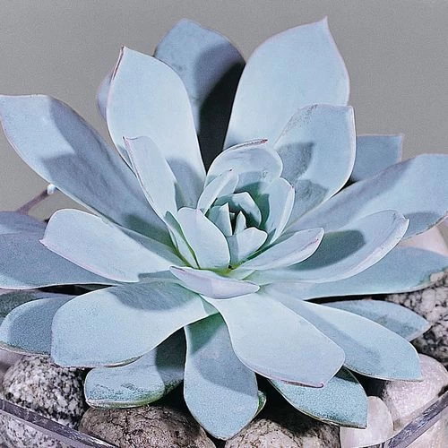 Urban Orange Echeveria Seeds 6 Urban Orange Echeveria Seeds - Image 4