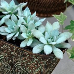 Urban Orange Echeveria Seeds 11 Urban Orange Echeveria Seeds -Botanical Bliss 54046 PK P1 4