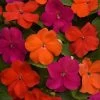 Beacon® Sanibel Mixture Hybrid Impatiens Seeds 2 Beacon® Sanibel Mixture Hybrid Impatiens Seeds -Botanical Bliss 54050 PK 500