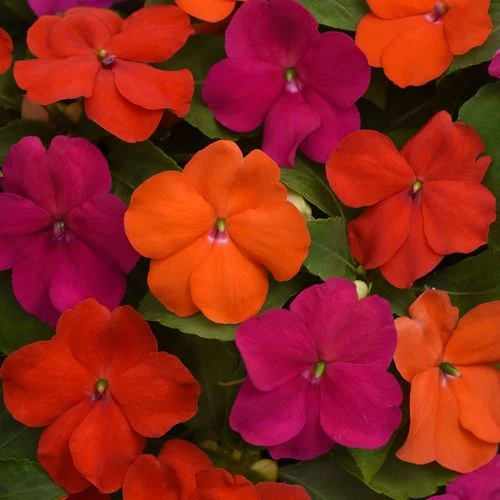 Beacon® Sanibel Mixture Hybrid Impatiens Seeds 3 Beacon® Sanibel Mixture Hybrid Impatiens Seeds