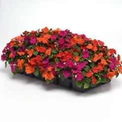 Beacon® Sanibel Mixture Hybrid Impatiens Seeds 9 Beacon® Sanibel Mixture Hybrid Impatiens Seeds -Botanical Bliss 54050 PK 500 2