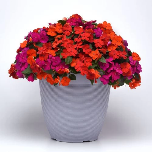 Beacon® Sanibel Mixture Hybrid Impatiens Seeds 6 Beacon® Sanibel Mixture Hybrid Impatiens Seeds - Image 4