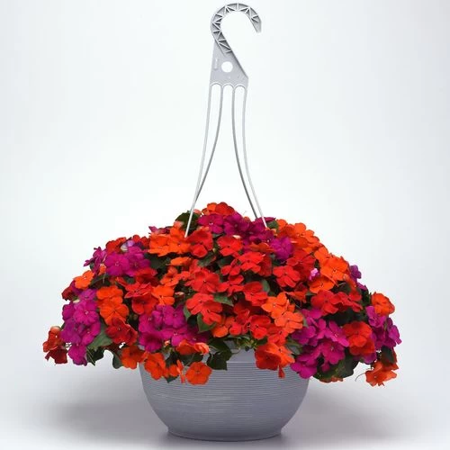 Beacon® Sanibel Mixture Hybrid Impatiens Seeds 7 Beacon® Sanibel Mixture Hybrid Impatiens Seeds - Image 5