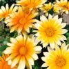 Zany Sunny-Side Up Gazania Seeds 2 Zany Sunny-Side Up Gazania Seeds -Botanical Bliss 54051 PK P1