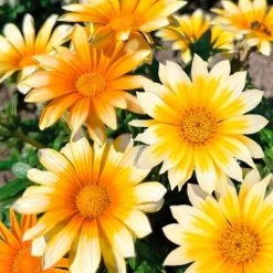 Zany Sunny-Side Up Gazania Seeds