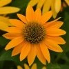 Artisan⢠Collection Yellow Ombre Echinacea Seeds 2 Artisan⢠Collection Yellow Ombre Echinacea Seeds -Botanical Bliss 54057 PK P1