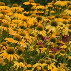 Artisan™ Collection Yellow Ombre Echinacea Seeds -Botanical Bliss 54057 PK P1 2