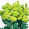 Rosanne 2 Clear Green Lisianthus Seeds -Botanical Bliss 54058 PK P1
