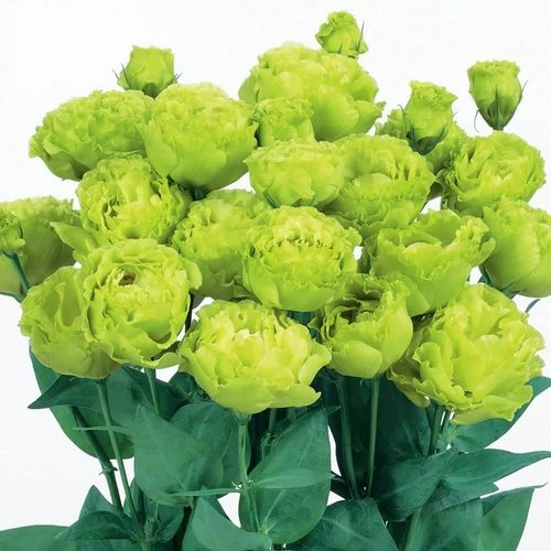 Rosanne 2 Clear Green Lisianthus Seeds 3 Rosanne 2 Clear Green Lisianthus Seeds