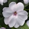 Solarscape™ White Shimmer Interspecific Impatiens Seeds 1 Solarscape™ White Shimmer Interspecific Impatiens Seeds -Botanical Bliss 54066