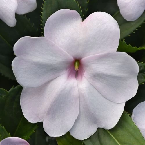 Solarscape™ White Shimmer Interspecific Impatiens Seeds 3 Solarscape™ White Shimmer Interspecific Impatiens Seeds